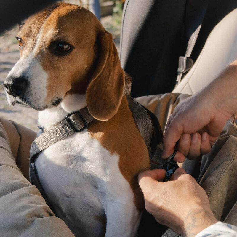 avtokreslo-dlya-sobak-huntingpony-bezhevoe-bigl