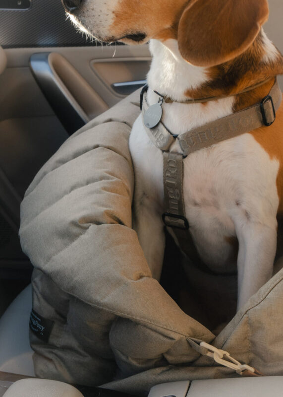 avtokreslo-dlya-sobak-huntingpony-bezhevoe-bigl-v-mashine (1)