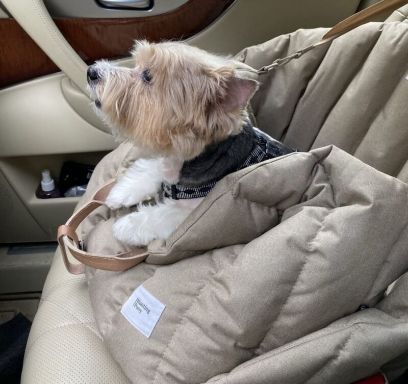 avtokreslo-dlya-sobak-huntingpony-bezhevoe-malysh-v-puti