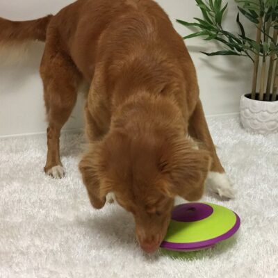 igra-dlya-sobak-nina-ottosson-labirint-sobaka-interer