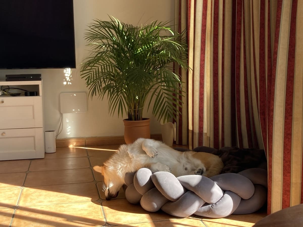 Лежанка HuntingPony Пони-Колосони, графит 3 Лежанка HuntingPony Пони-Колосони, графит — изображение 3