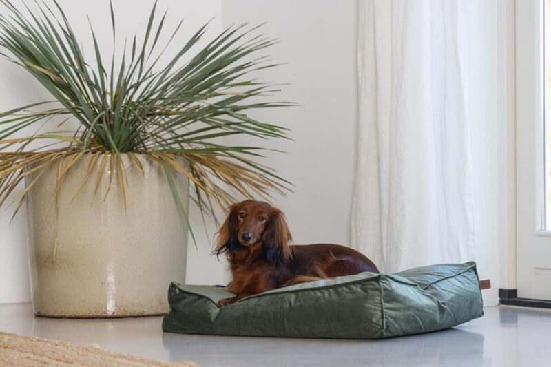 matras-dlya-sobak-designed-by-lotte-velveti-zelenyj-interer