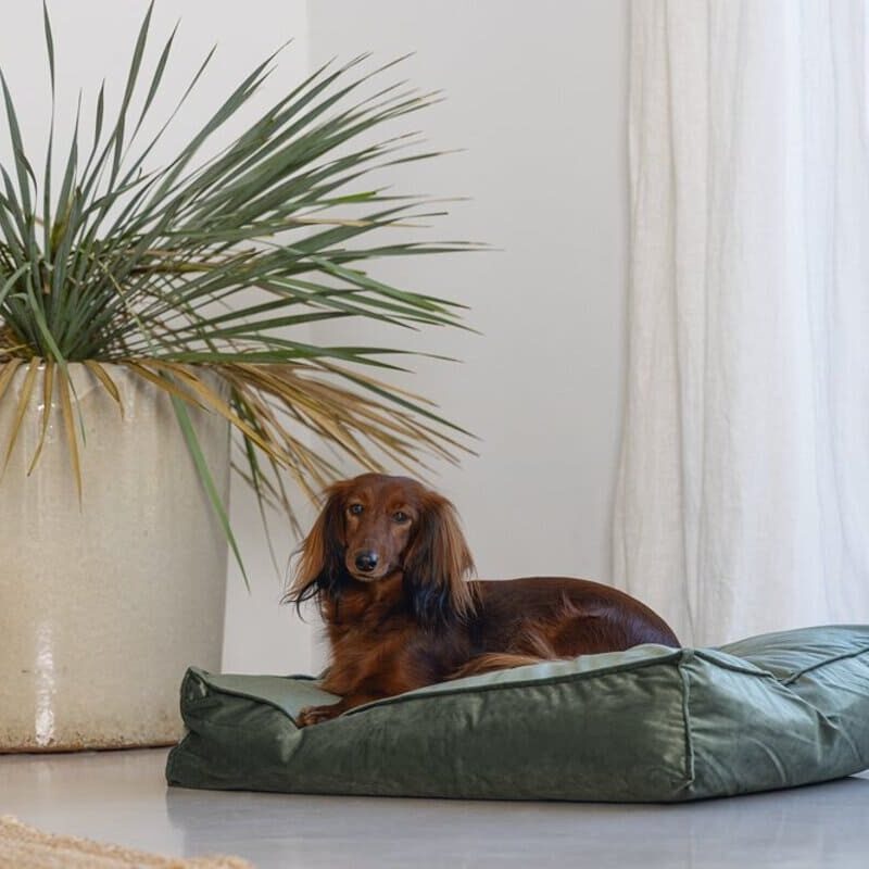 matras-dlya-sobak-designed-by-lotte-velveti-zelenyj-interer