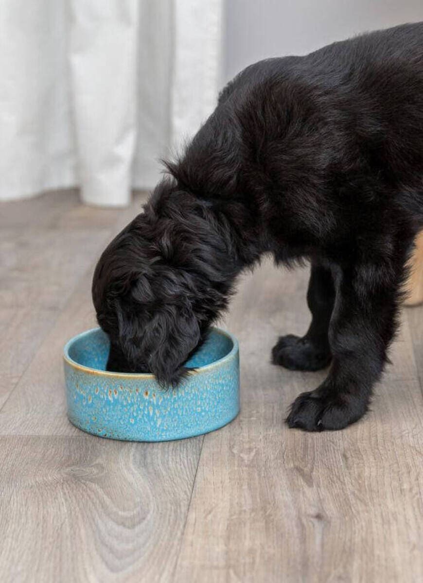 Миска керамическая TRIXIE голубая, 0.25 л/0.4 л/0.9 л 3 Миска керамическая TRIXIE голубая, 0.25 л/0.4 л/0.9 л — изображение 3