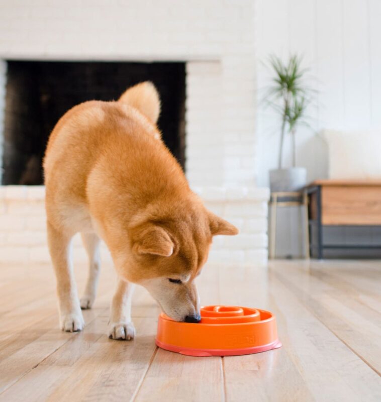 outwardhound-miska-dlya-medlennogo-poedaniya-korma-vodovorot-sobaka-v-interere