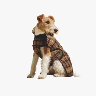 Попона для собак фото