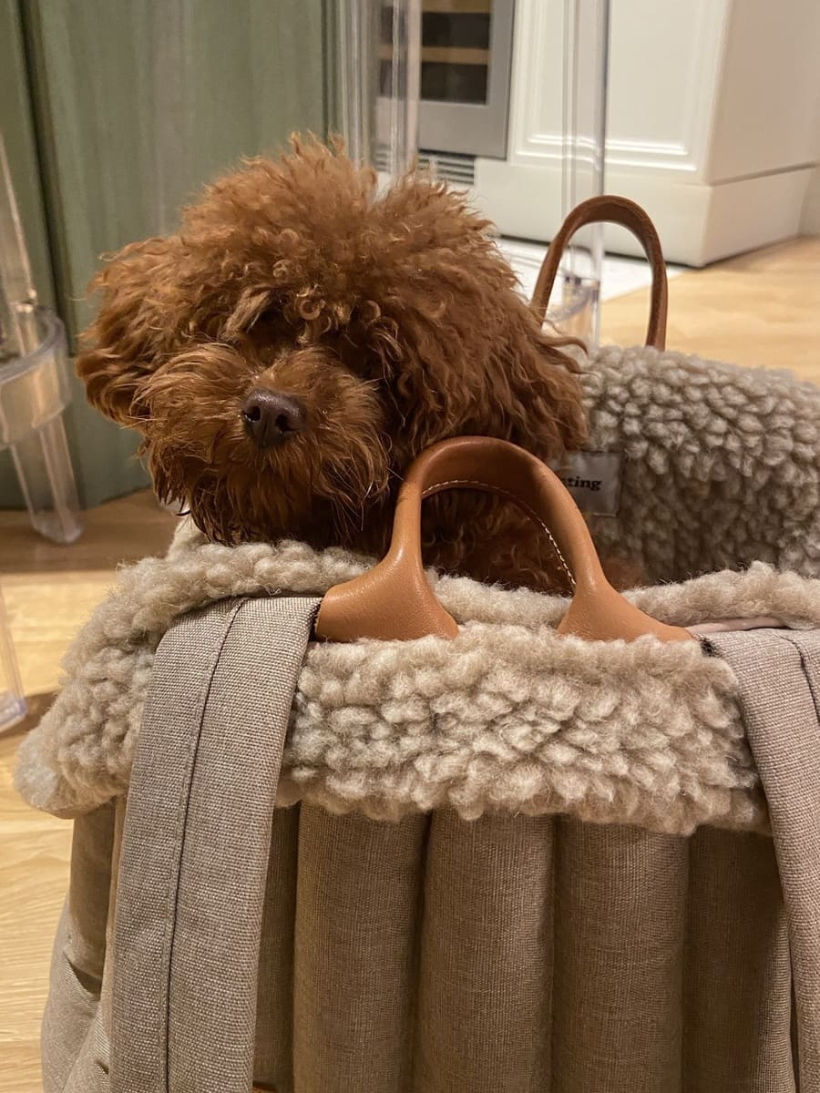 Сумка переноска для собак "Пони", бежевая 7 Сумка переноска для собак "Пони", бежевая — изображение 7