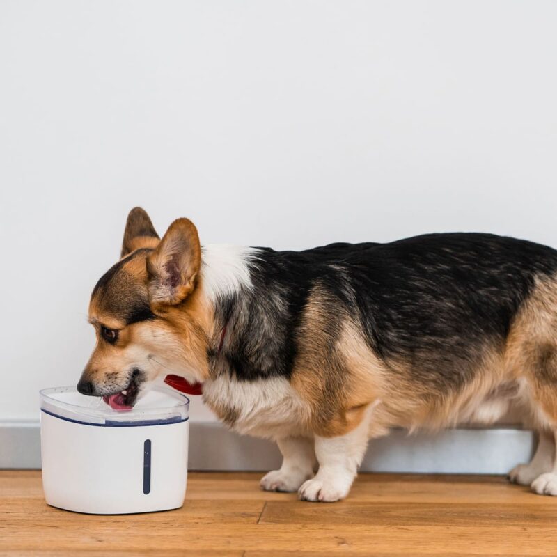 umnaya-poilka-fontan-c-wi-fi-dlya-koshek-i-sobak-petoneer-fresco-mini-plus-pro-korgi