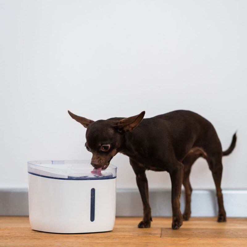 umnaya-poilka-fontan-c-wi-fi-dlya-koshek-i-sobak-petoneer-fresco-mini-plus-sobaka