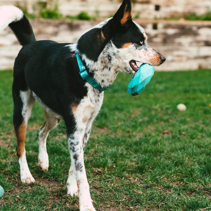 zhevatelnoe-kolco-dlya-sobak-chanel-chew-ring-goluboe-igra