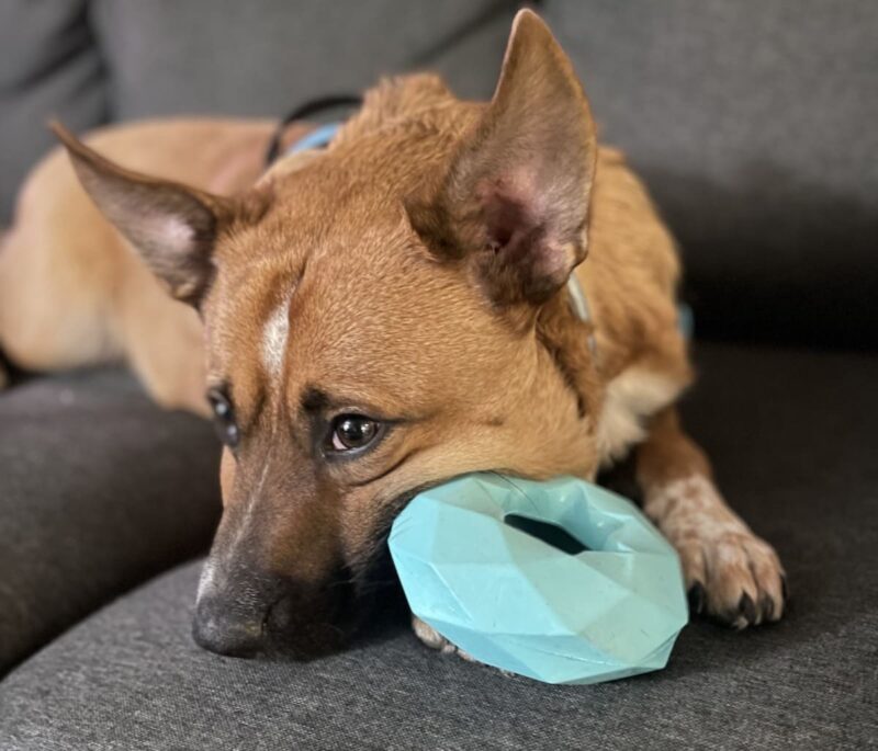 zhevatelnoe-kolco-dlya-sobak-chanel-chew-ring-goluboe-sobaka