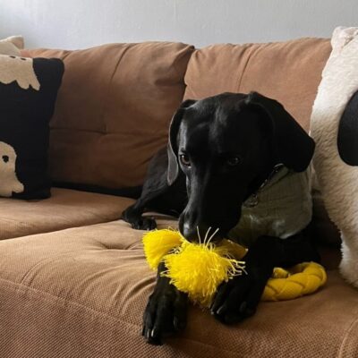 zhevatelnoe-kolco-kanat-dlya-sobak-dri-tech-ring-zheltoe-igra