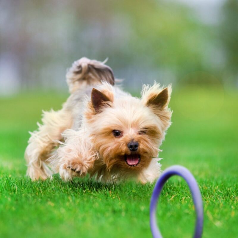 igrushka-dlya-sobak-puller-micro-12-5-sm-ulica-interes