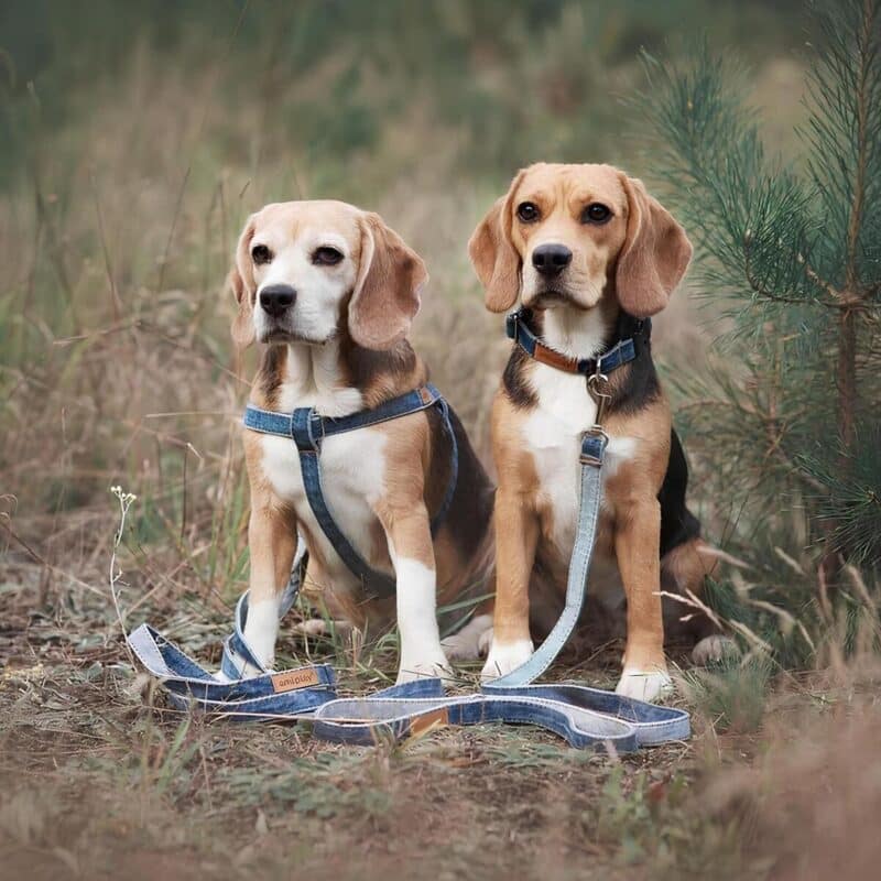 legkiy-oshejnik-dlya-sobaki-amiplay-denim