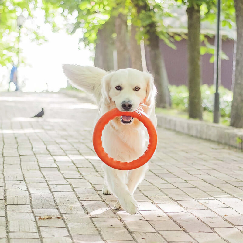 trenirovochnyj-snaryad-dlya-sobak-pitchdog-20-sm-oranzhevyj-sobaka