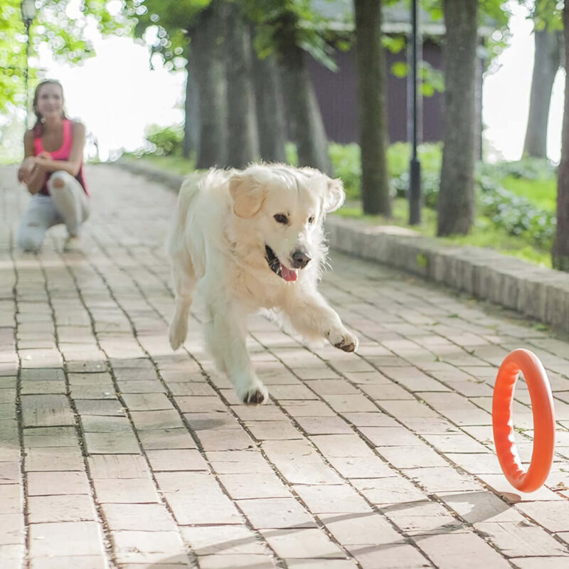 trenirovochnyj-snaryad-dlya-sobak-pitchdog-20-sm-oranzhevyj-sobaka-igra