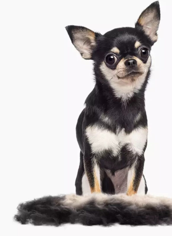 furminator-dlya-sobak-s-korotkoj-sherstyu-do-4-5-kg-fur-dog-undercoat-xs-short-hair-sobaka