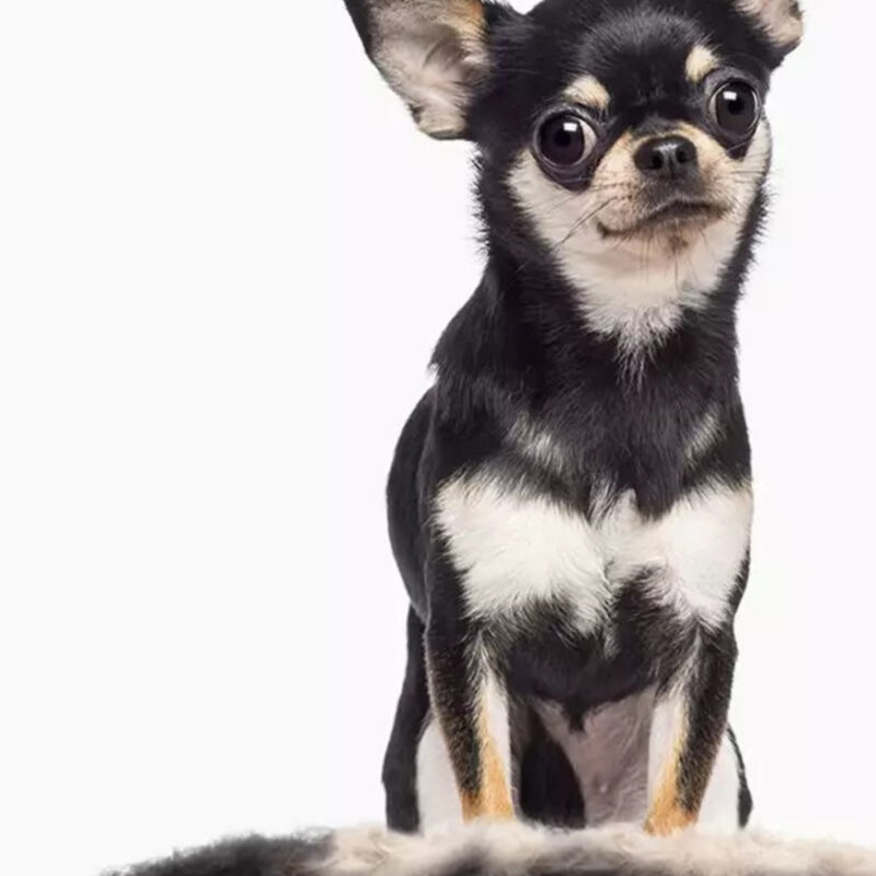 furminator-dlya-sobak-s-korotkoj-sherstyu-do-4-5-kg-fur-dog-undercoat-xs-short-hair-sobaka