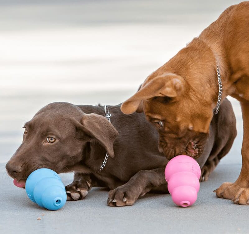 igrushka-dlya-shchenkov-kong-puppy-igra