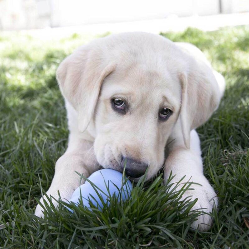 igrushka-dlya-shchenkov-kong-puppy-malysh-lyubopytstvo