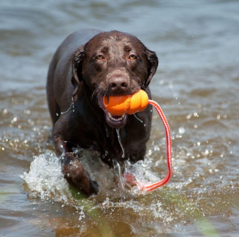 igrushka-dlya-sobak-kong-aqua-with-rope-v-more