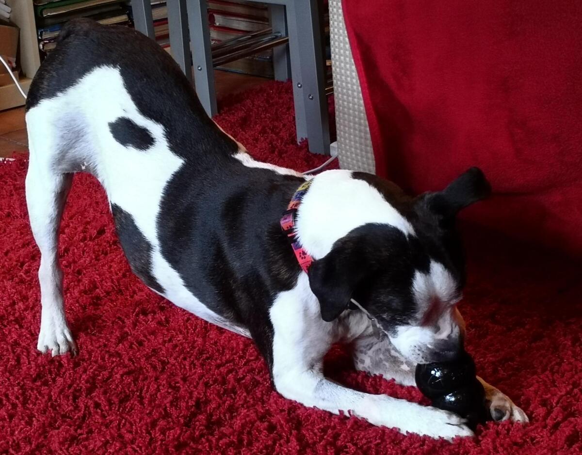 Игрушка для собак KONG Extreme, размеры (S/M/L/XL) 3 Игрушка для собак KONG Extreme, размеры (S/M/L/XL) — изображение 3