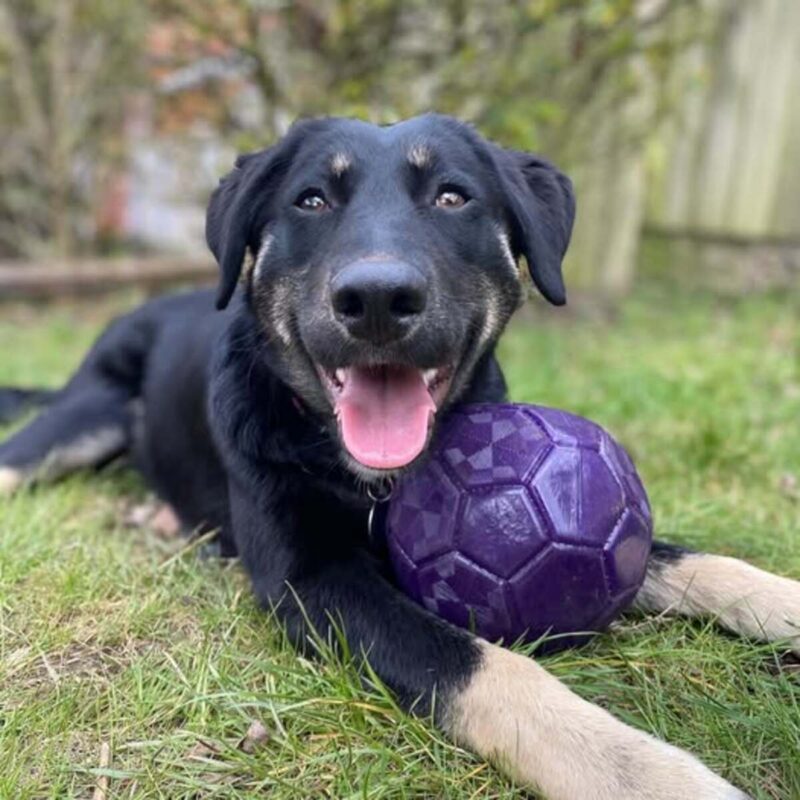 igrushka-dlya-sobak-kong-flexball-udovolstvie-sobaka