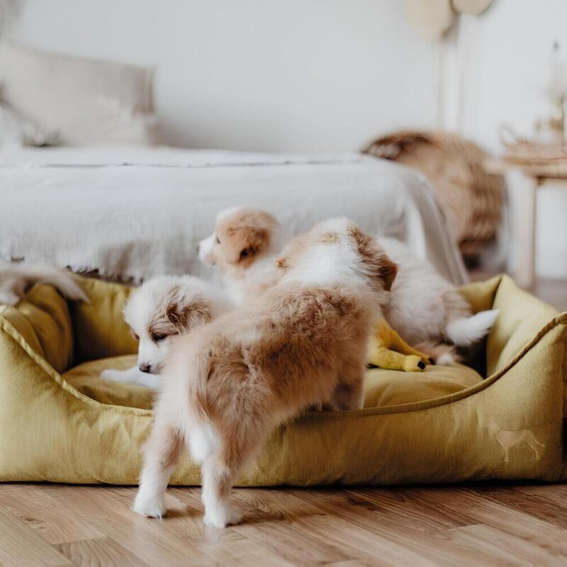 lezhanka-dlya-sobak-hunter-sofa-eiby-dizaynerskaya