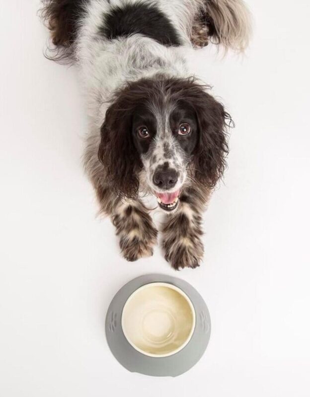 miska-dlya-sobak-scruffs-classic-eared-sobaka-vid-sverhu