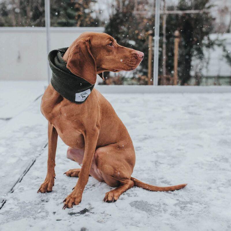 sharf-dlya-sobak-hunter-scarf-nancy-minsk