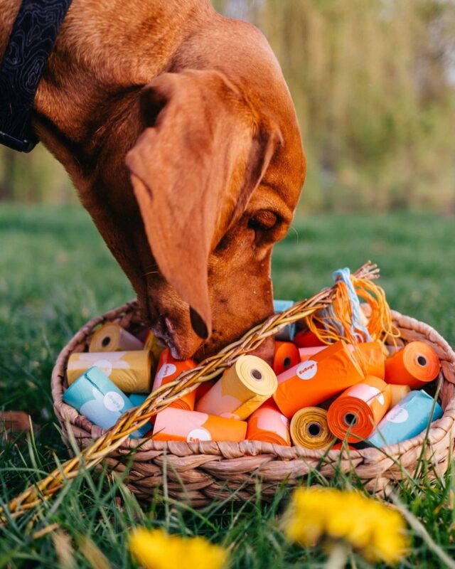 biorazlagaemye-pakety-3-rulona-oranzhevye-explorer-dog-priroda
