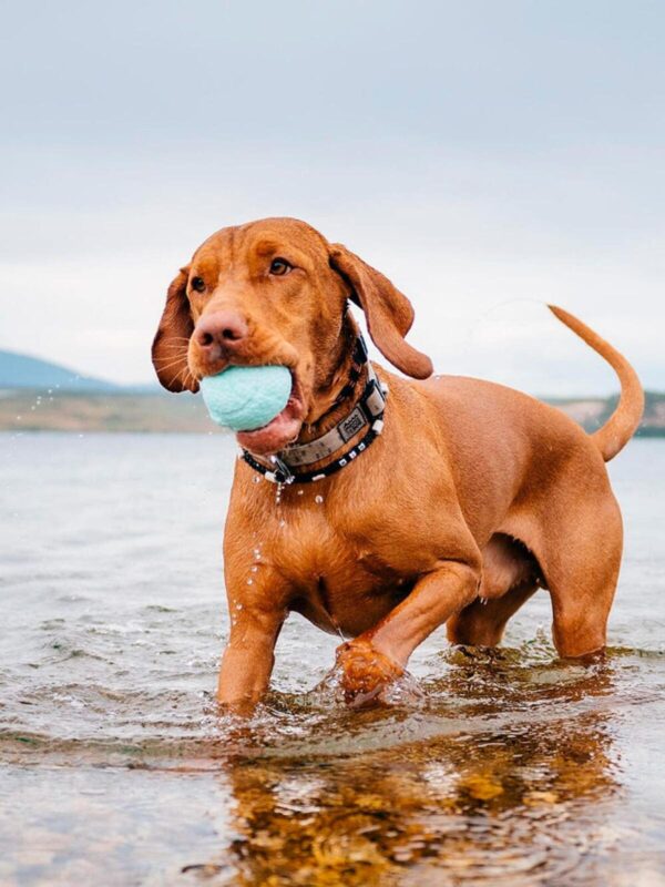 myach-dlya-sobak-explorer-dog-8-sm-goluboj-sobaka-voda