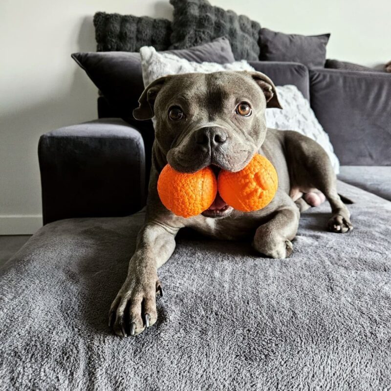 myach-dlya-sobak-explorer-dog-8-sm-oranzhevyj-priroda (1)