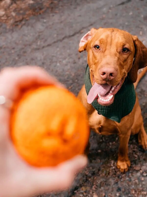 myach-dlya-sobak-explorer-dog-8-sm-oranzhevyj-sobaka-igra