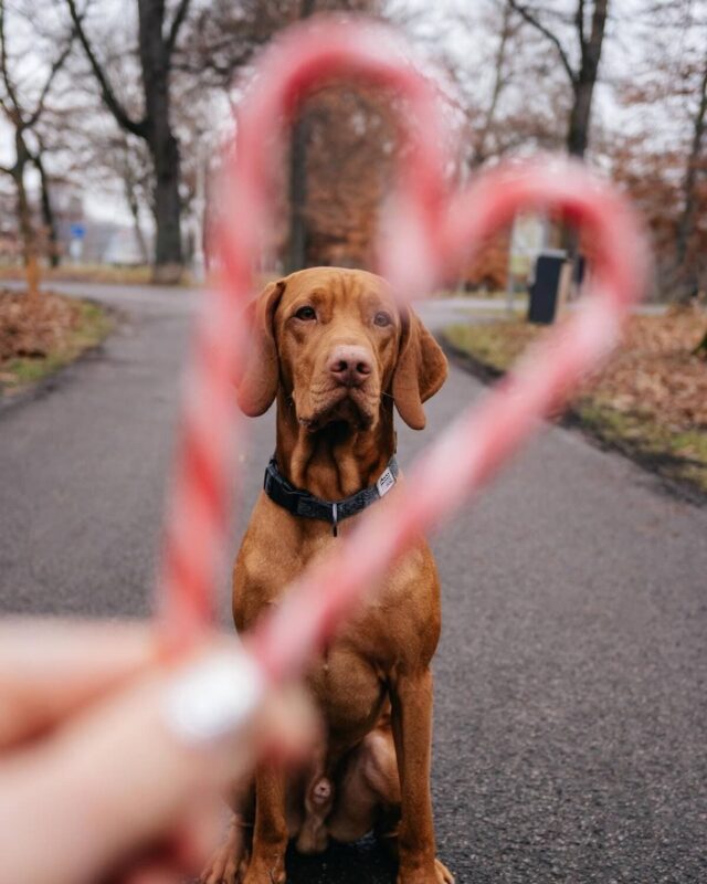 povodok-kontur-170-sm-explorer-dog-ulica