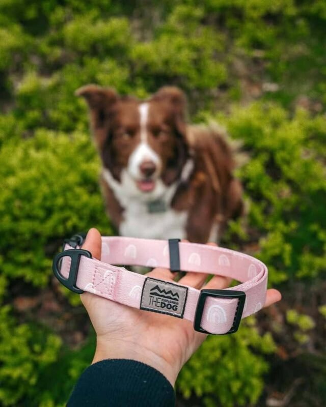 povodok-raduga-170-sm-explorer-dog-ulica