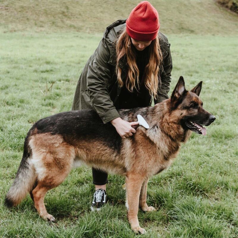 rascheska-grabli-dlya-sobak