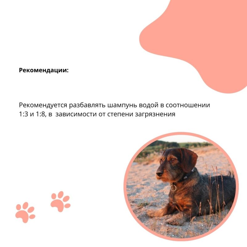 shampun-doctor-vic-dlya-zhestkosherstnyh-sobak-rekomendacii