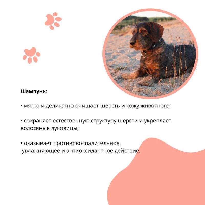 shampun-doctor-vic-dlya-zhestkosherstnyh-sobak-svojstva