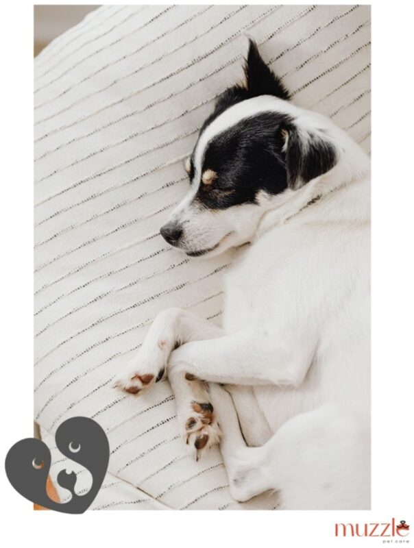 uvlazhnyayushchij-krem-dlya-lap-i-nosa-sobak-muzzle-sobachka