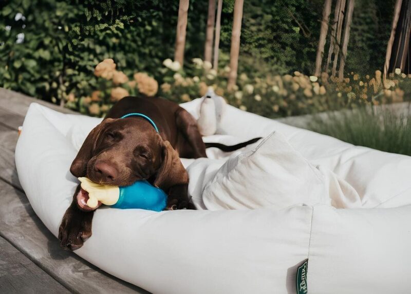 igrushka-alaska-hunter-dlya-sobak