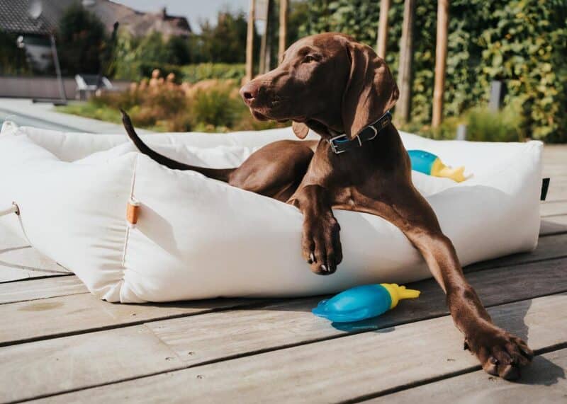 igrushka-alaska-octopus-hunter-dlya-sobak