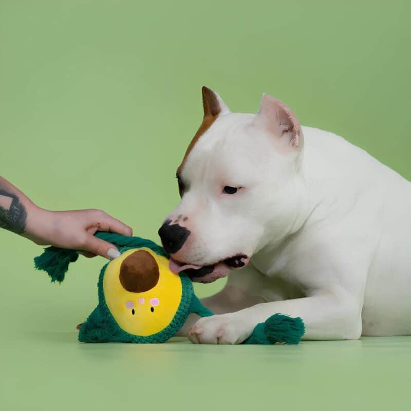 mrkranch-igrushka-avokado-dlya-sobak