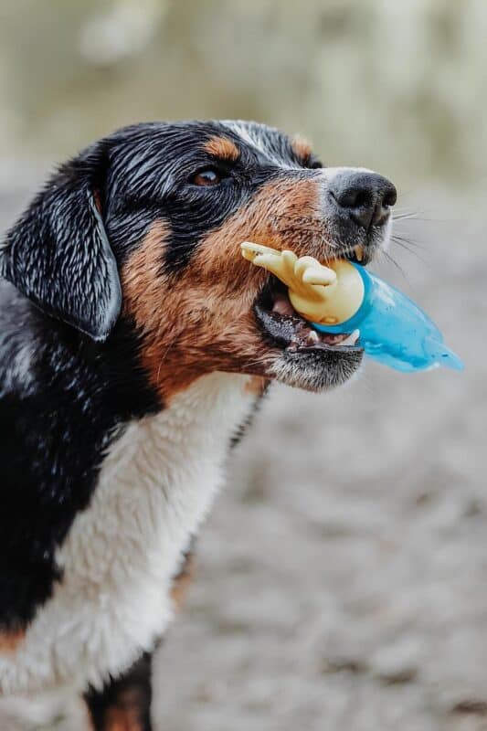 ohlazhdayushchaya-igrushka-alaska-hunter