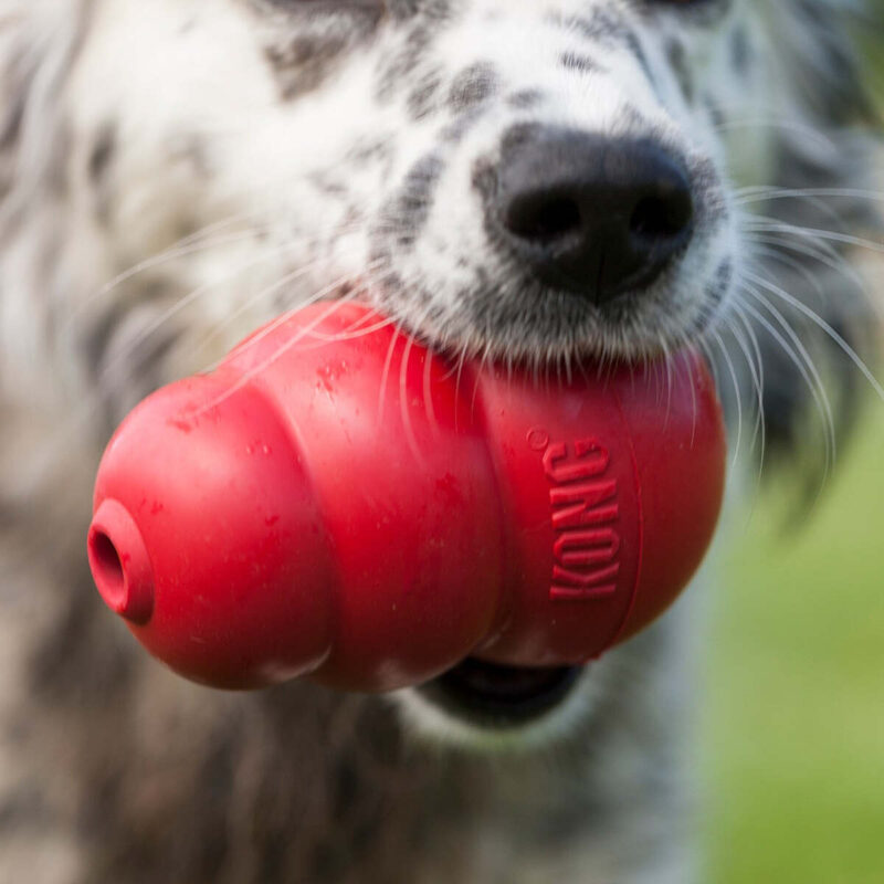 igrushka-dlya-shchenkov-kong-puppy-krupno