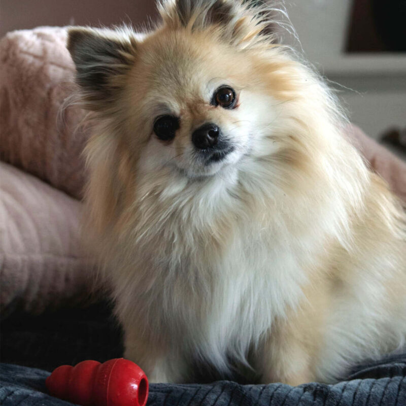 igrushka-dlya-shchenkov-kong-puppy-sobaka-igra-doma