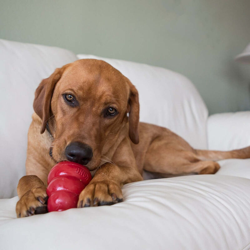 igrushka-dlya-shchenkov-kong-puppy-taksa-lyubopytstvo