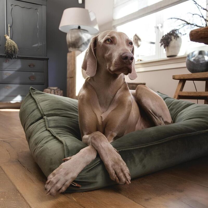 matras-dlya-sobak-designed-by-lotte