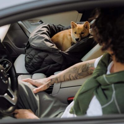 chekhol-dlya-avtokresla-huntingpony-oblegchennyj-chernyj-detali-krupno-sobaka-interer