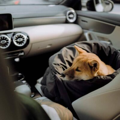 chekhol-dlya-avtokresla-huntingpony-oblegchennyj-chernyj-krupno-sobaka-interer